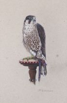 Mary Clare Critchley-Salmonson, (British, born 1947), gouache on paper, peregrine falcon.