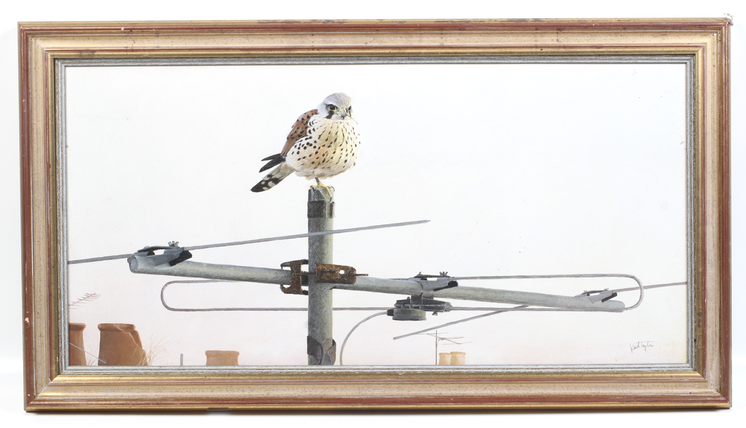 Karl Taylor, 20th century, oil on board, 'Urban Inhabitant Kestral'. Signed lower right, 37cm x 76. - Image 2 of 3