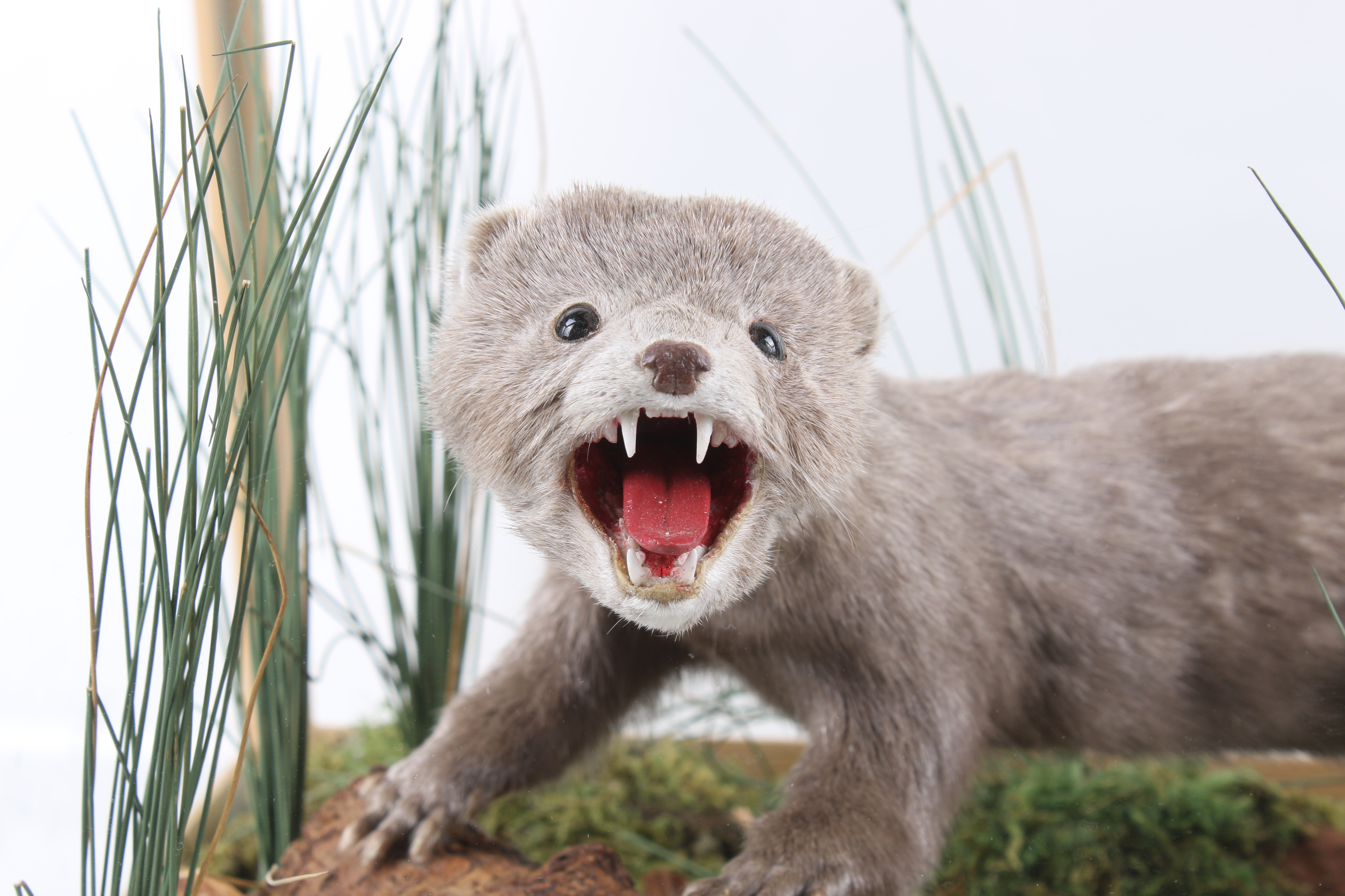 A taxidermy model of a grey coloured mink in a wooden and glass case. - Image 2 of 2