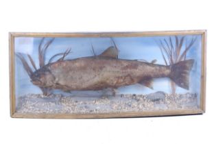 A plastercast Taxidermy model of a perch.