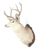 A taxidermy of a stag head and antlers.