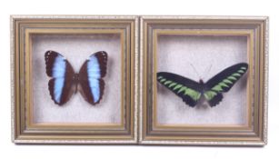 Two taxidermy butterflies.