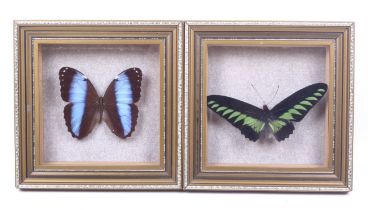 Two taxidermy butterflies.