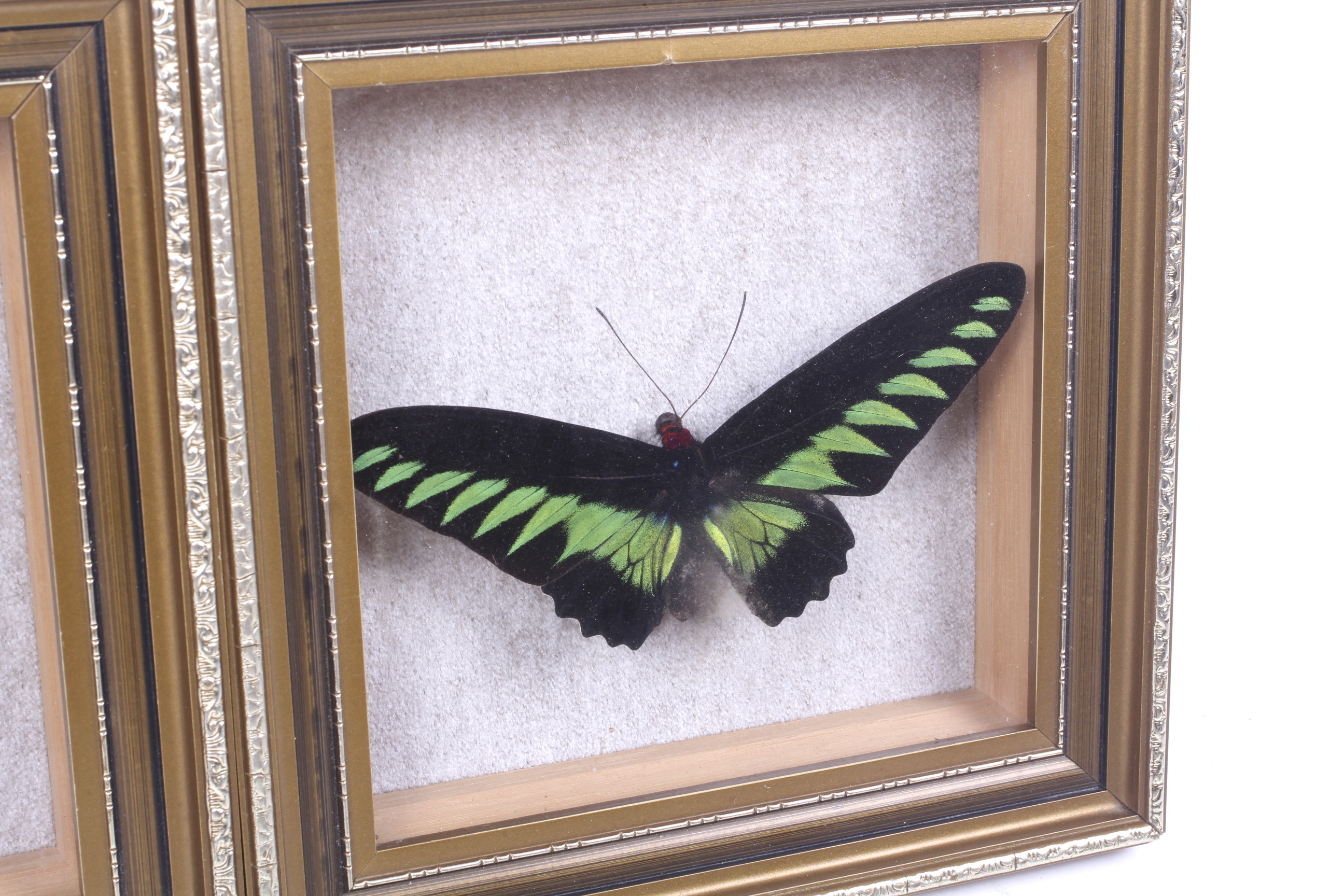 Two taxidermy butterflies. - Image 3 of 3