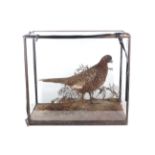 A Rowland Ward Ltd taxidermy of a pheasant (Pheslanus).