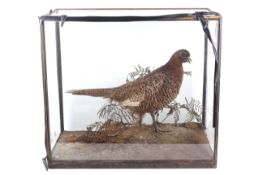 A Rowland Ward Ltd taxidermy of a pheasant (Pheslanus).