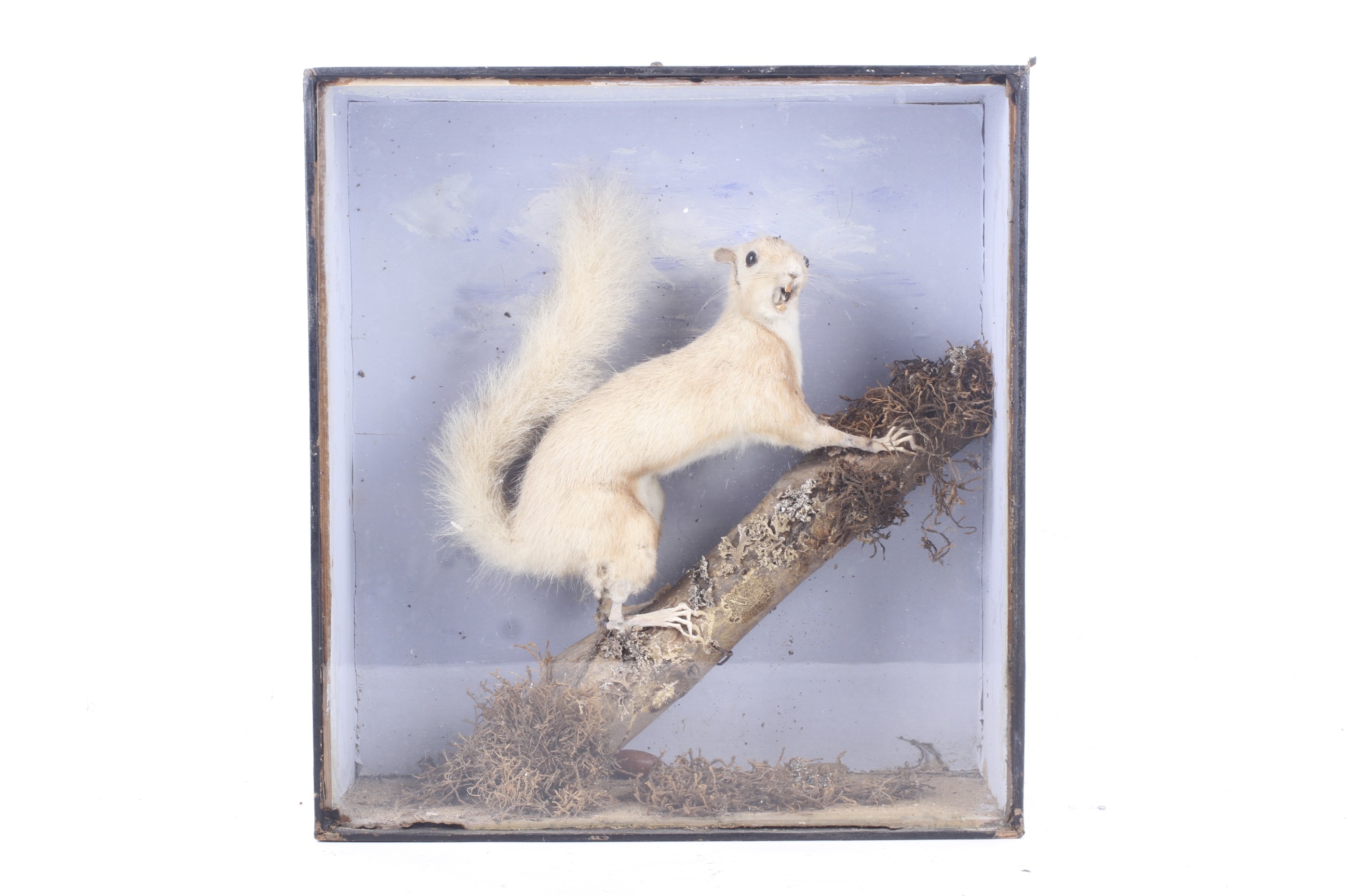 A taxidermy of a squirrel (Sciurus Carolinensis).