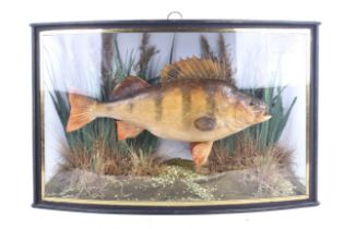 A taxidermy model of a perch.