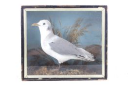 A taxidermy model of a seagull (Larus Canus).