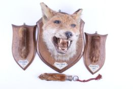 A taxidermy head of a fox mounted on a wooden shield with three fox hooves.