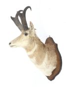 A taxidermy of a deer head and antlers. Mounted on a shaped wooden shield.