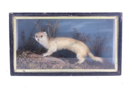 A taxidermy model of a stoat (Mustela Erminea).