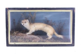 A taxidermy model of a stoat (Mustela Erminea).