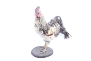 A taxidermy model of cockerel (Gauus Gallus Domesticus).