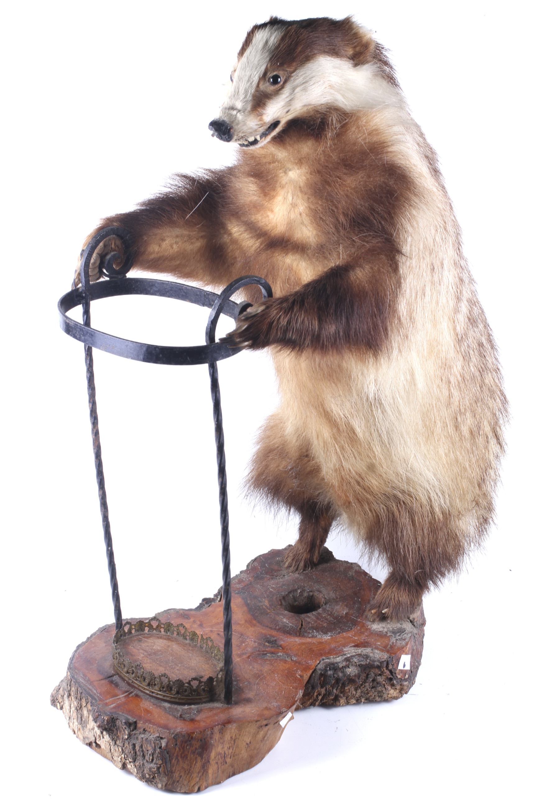 A taxidermy of a badger (Meles Meles) incorporated into a stick stand.