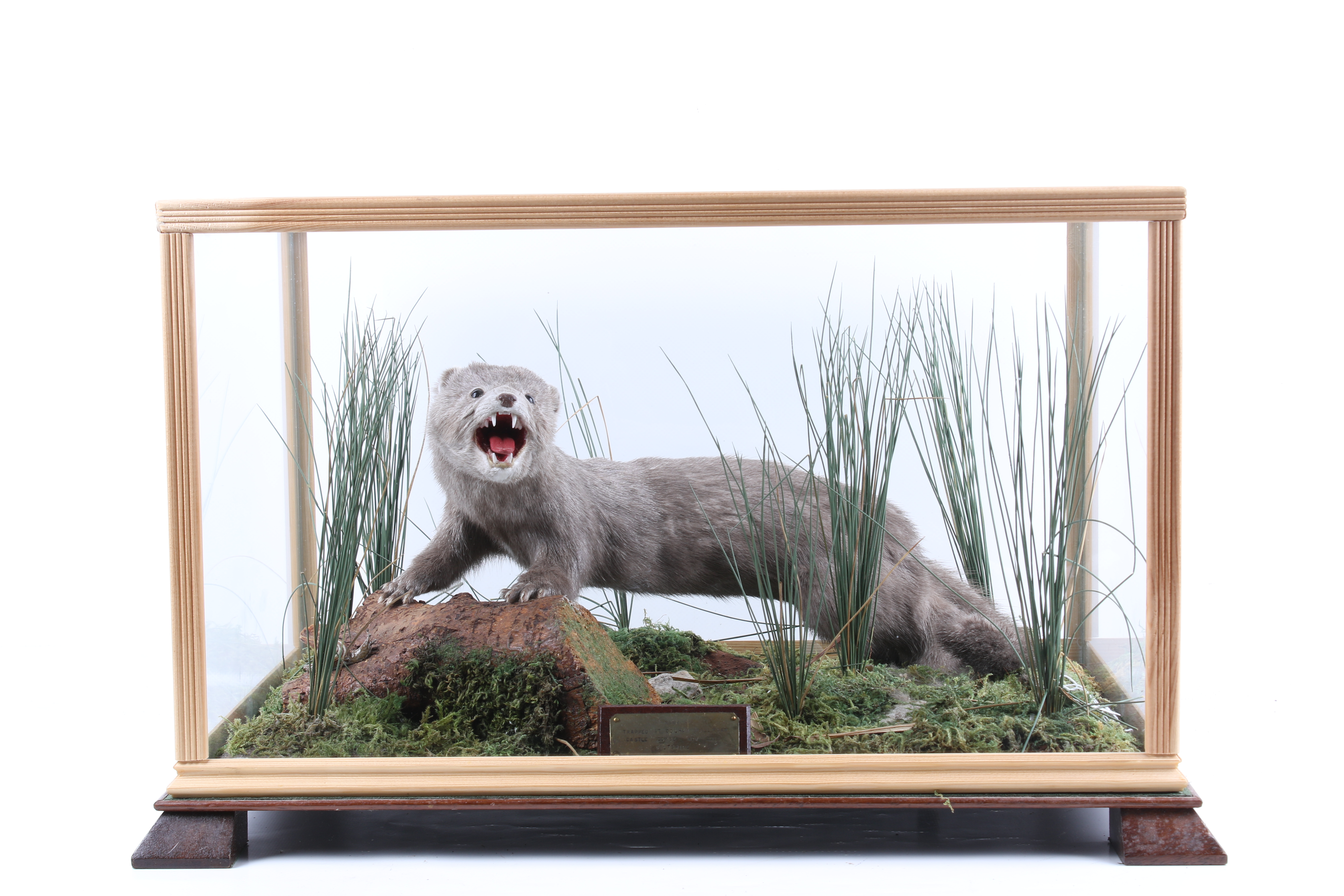 A taxidermy model of a grey coloured mink in a wooden and glass case.