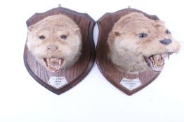 Two taxidermy otters heads on wooden shields.