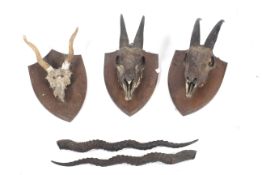 A collection of animal skulls with horns.