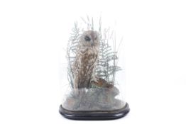 A taxidermy model of a Tawny Owl (Strix Aluco).