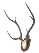 A set of deer antlers mounted on a wooden shield. Bears Army & Navy C.S.