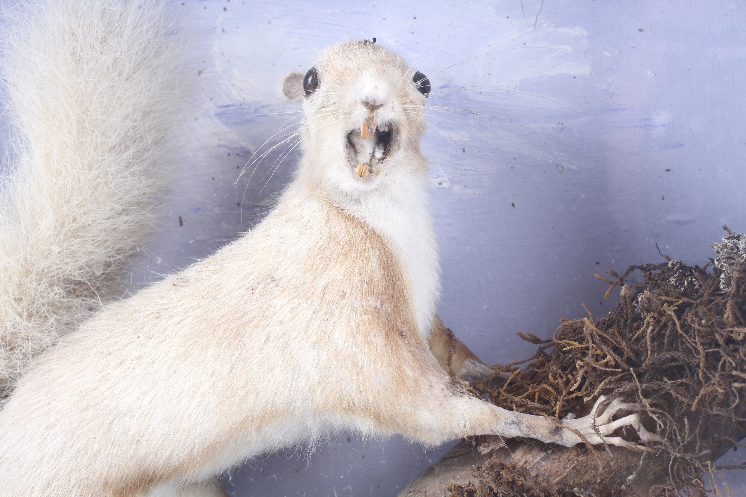 A taxidermy of a squirrel (Sciurus Carolinensis). - Image 2 of 2