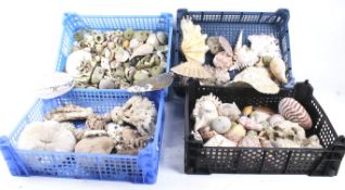 A large collection of assorted sea shells. Including a nautilus shell, etc. Max.