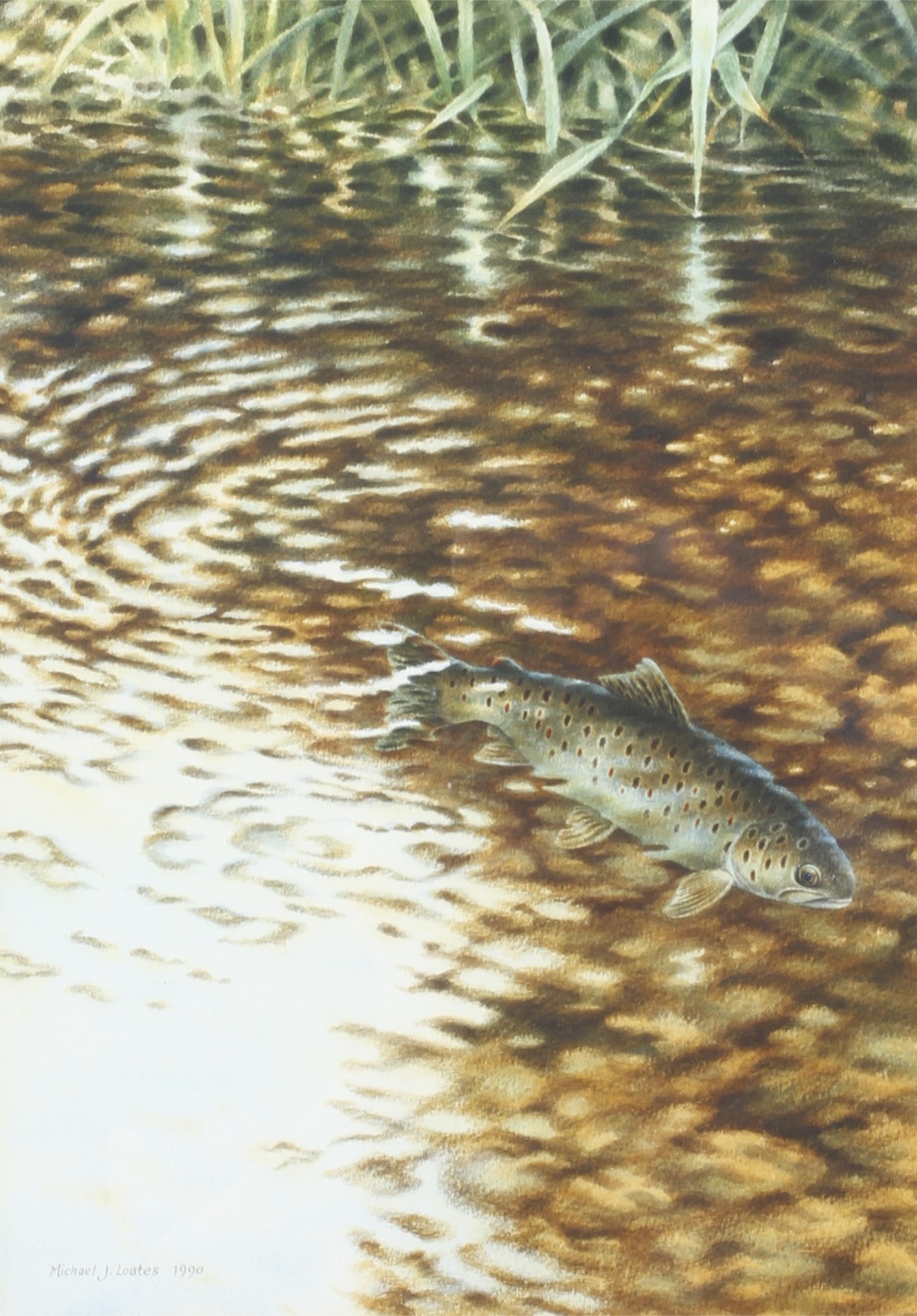 Michael J Loates (1947) watercolour, Brown Trout swimming in a chalk stream/river.