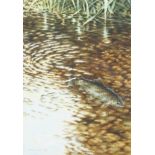 Michael J Loates (1947) watercolour, Brown Trout swimming in a chalk stream/river.