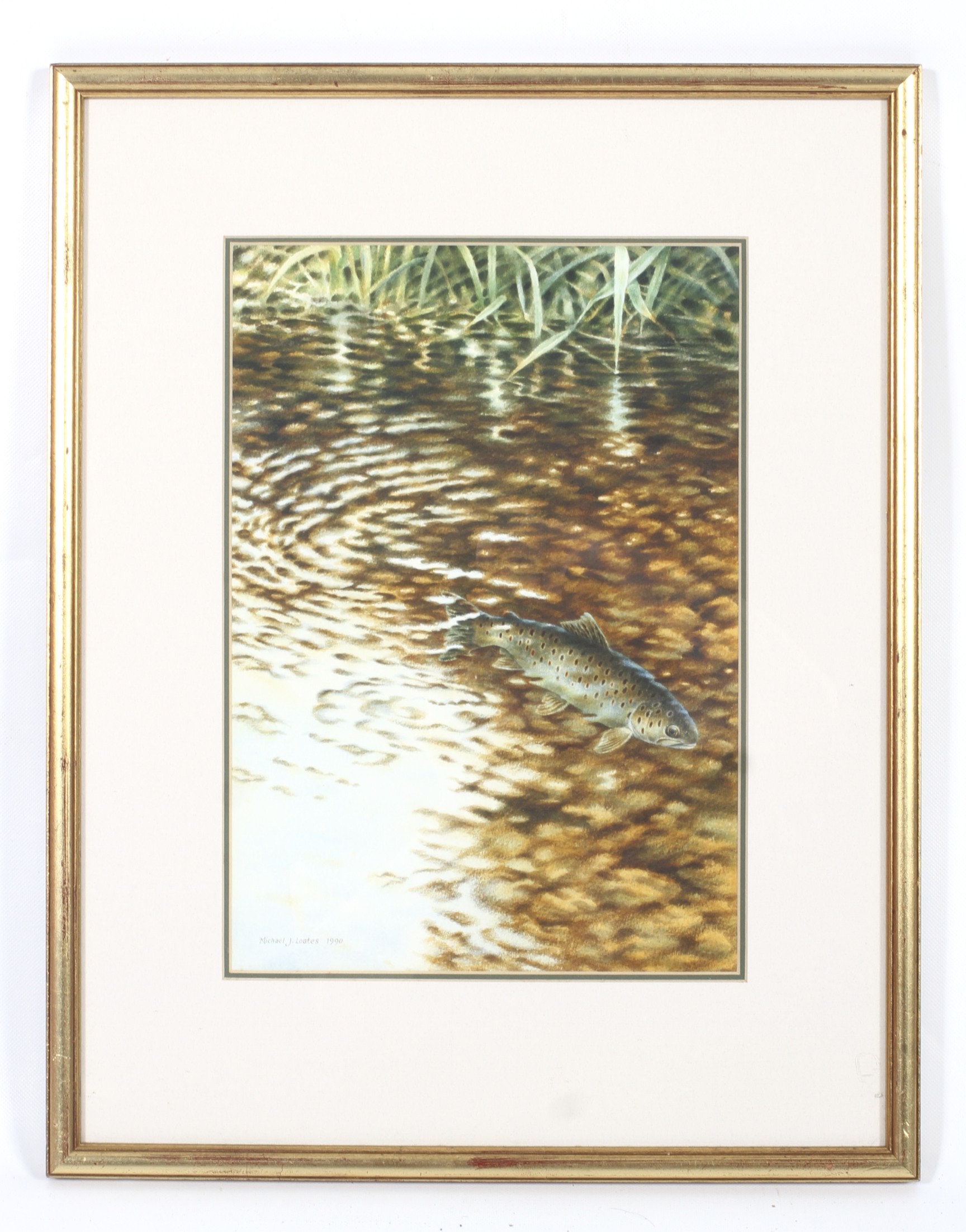 Michael J Loates (1947) watercolour, Brown Trout swimming in a chalk stream/river. - Image 3 of 3