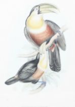 A 19th century colour lithograph of a pair of 'Red-breasted Toucan'.