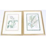 After James Bateman (1811-1897), a pair of reproduction 19th century botanical studies.