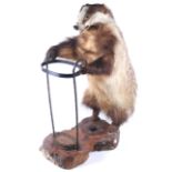 A taxidermy of a badger (Meles Meles) incorporated into a stick stand.