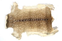 Taxidermy: Axis Deer or Chital (Axis axis) skin rug.