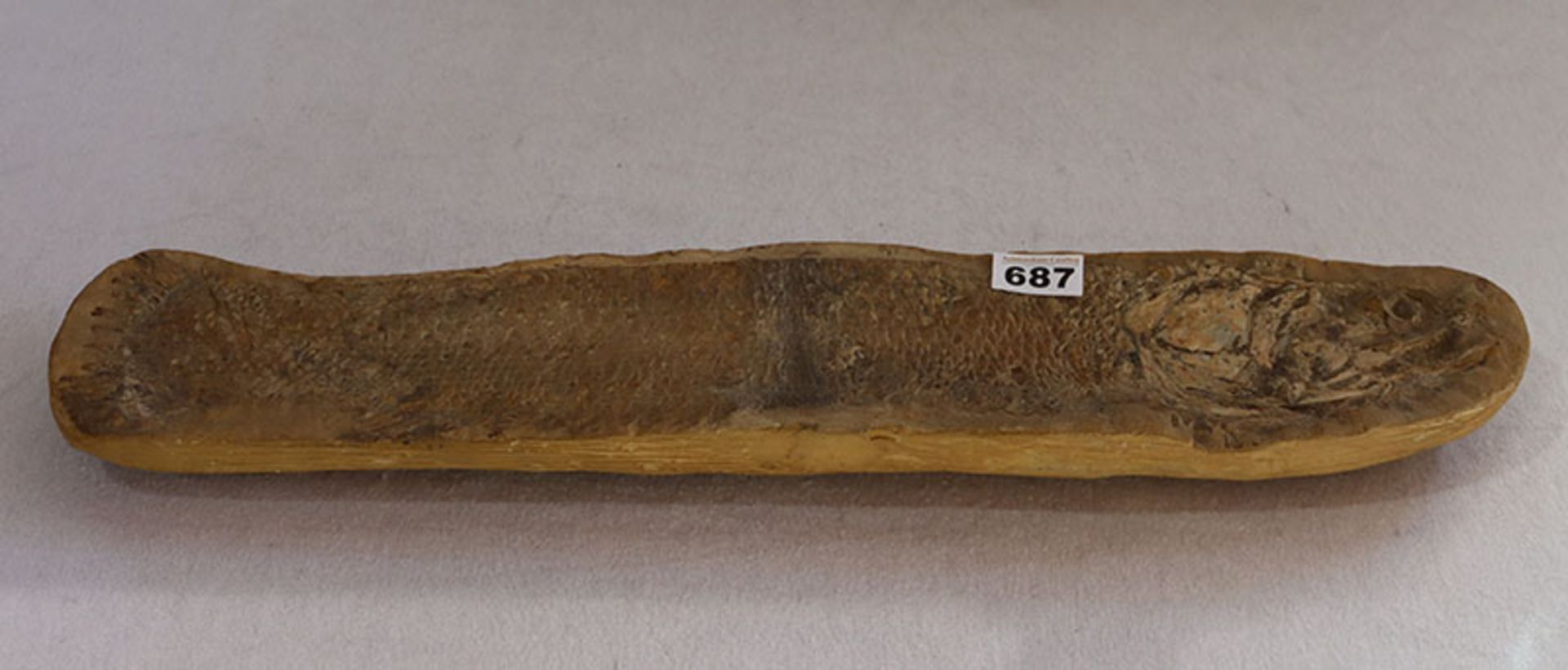 Fossil eines versteinerten Fisches, L 62 cm