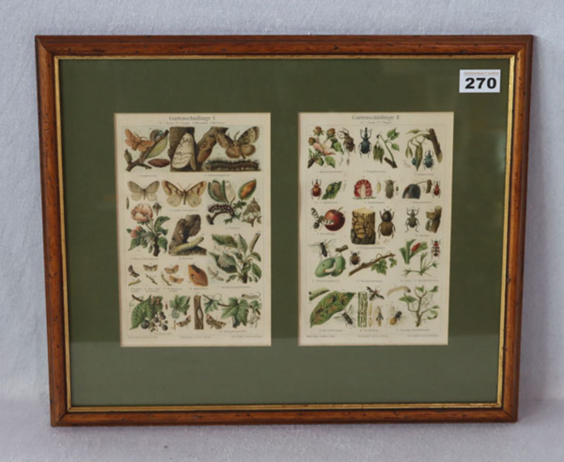 2 Drucke 'Gartenschädlinge I und II', in Passepartout unter Glas gerahmt, incl. Rahmen 38 cm x 46,