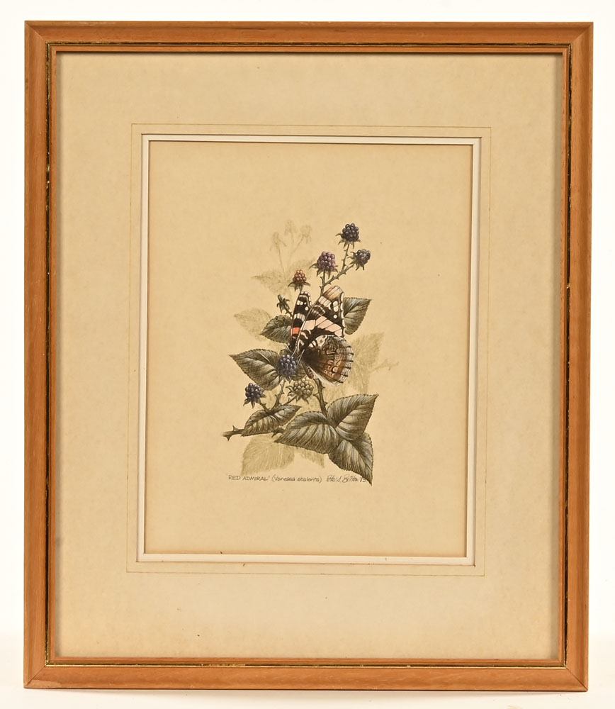 Peter S Britton, a red admiral study. - Image 2 of 5