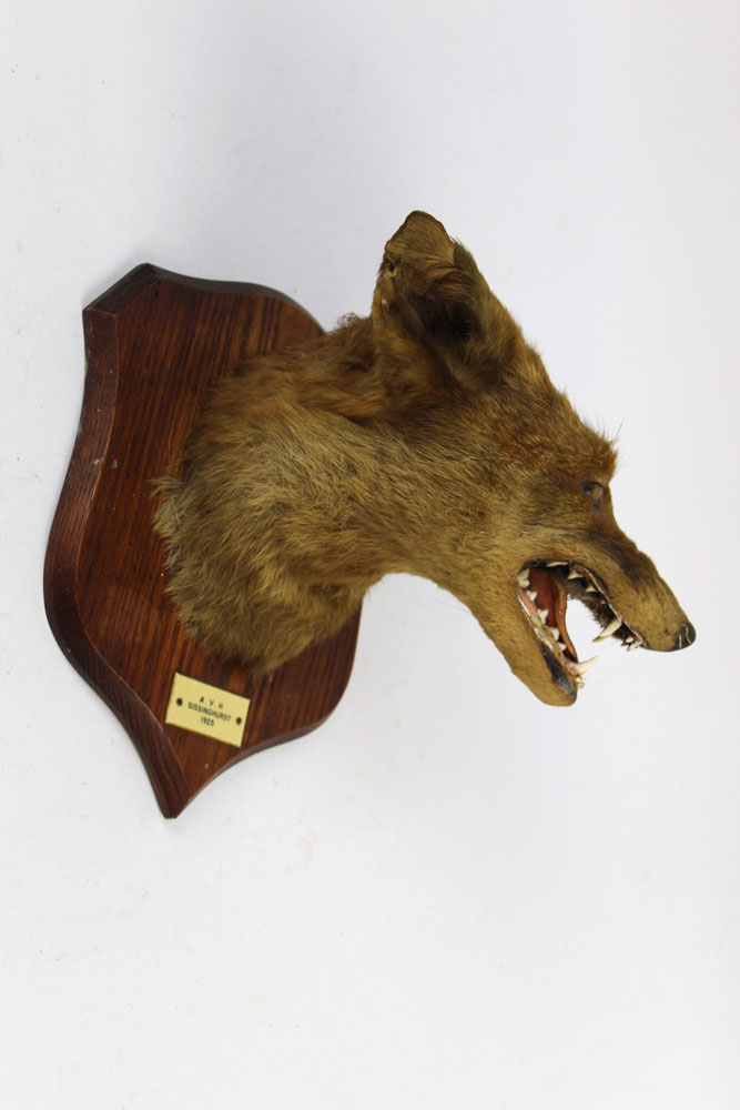 Taxidermy - Peter Spicer & Sons Leamington a fox mask mounted on an oak shield with plaque AVH - Image 3 of 3