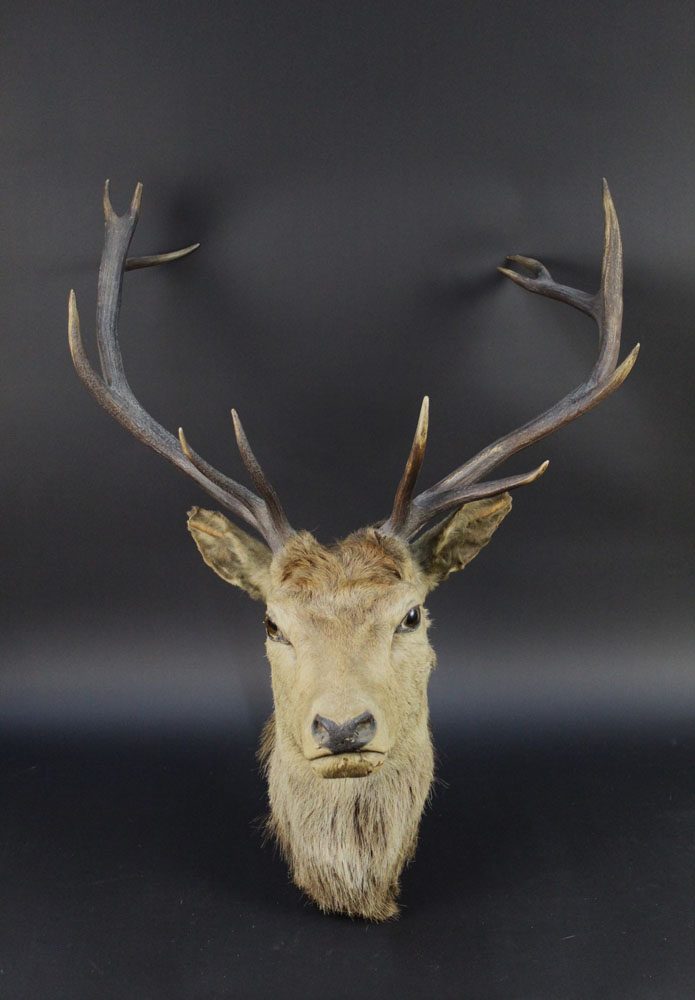 Taxidermy - A twelve point Edwardian Red Stag mount, with glass eyes.