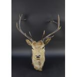 Taxidermy - A twelve point Edwardian Red Stag mount, with glass eyes.