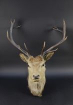 Taxidermy - A twelve point Edwardian Red Stag mount, with glass eyes.