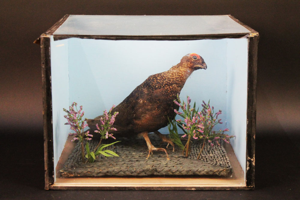 Taxidermy - A mounted red grouse in a case with glass front and top.