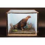 Taxidermy - A mounted red grouse in a case with glass front and top.