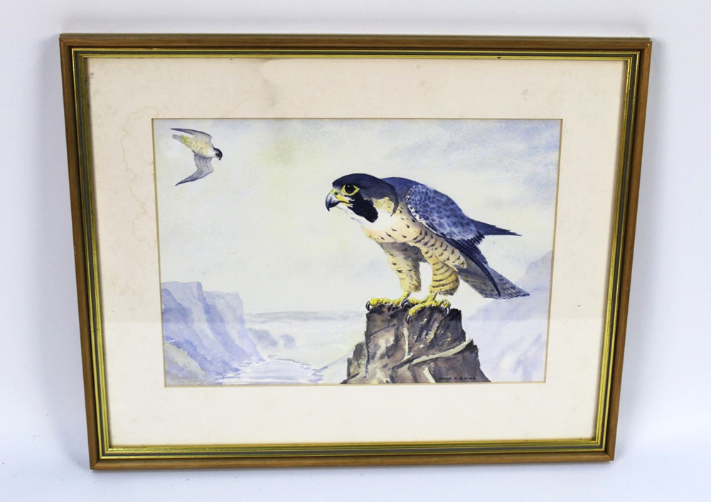 David A Quine a watercolour depicting a pair of peregrine falcons, 24 x 34 cm.