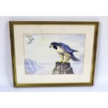 David A Quine a watercolour depicting a pair of peregrine falcons, 24 x 34 cm.