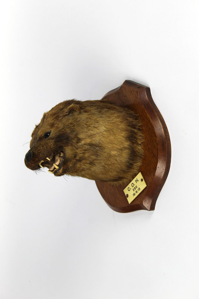 Taxidermy - Possibly Raine Brothers of Carlisle,