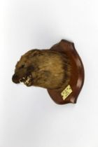 Taxidermy - Possibly Raine Brothers of Carlisle,