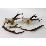 Taxidermy - A selection of roe buck and red stag antlers.