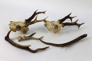 Taxidermy - A selection of roe buck and red stag antlers.