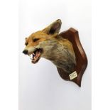 Taxidermy - Peter Spicer & Sons Leamington,