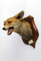 Taxidermy - Peter Spicer & Sons Leamington,